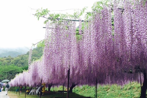 <兵庫>春の丹波 白毫寺(びゃくごうじ)九尺藤ご観賞と宙に浮かぶいちご狩り体験【明石・西神中央・緑が丘出発】1